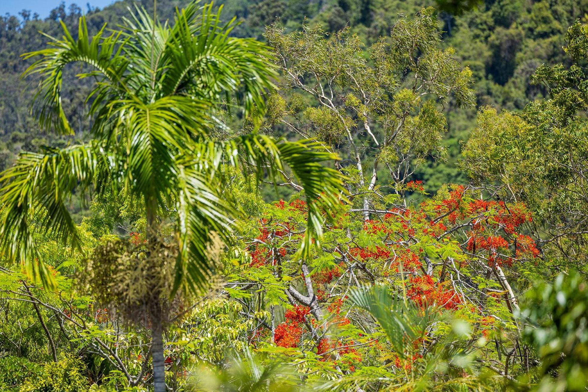 Kipara Tropical Rainforest Retreat Airlie Beach Extérieur photo